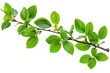 © Fotograf - A close-up shot of a tree branch with lush green leaves