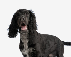 Wall Mural - excited cocker spaniel puppy opening mouth and barking