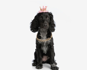 Wall Mural - beautiful english cocker spaniel princess puppy with crown looking forward