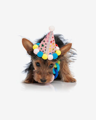 curious little yorkshire terrier puppy with hat sniffing around