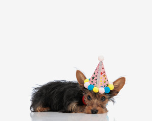 Wall Mural - shy little yorkshire terrier puppy with party hat laying down