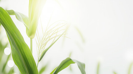 corn plant with green leaves and stalks in sunlight, agriculture concept