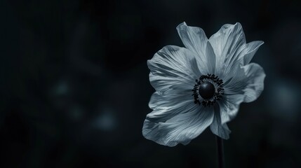 Canvas Print - A Single Delicate Flower in Dark