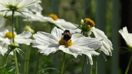 Sticker - a bumblebee (Bombus) feeding on a Cosmos (Cosmos bipinnatus)