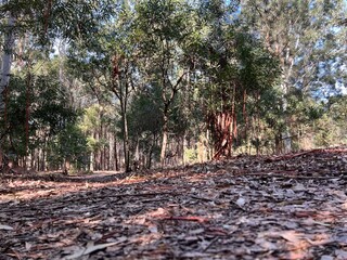 trees in autumn, trunk and wood, troncos y madera en bosque nativo de eucalipto. Arboles y naturaleza Uruguay. Bosque y árboles en otoño