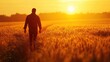 © Napasnan - A farmer silhouette at sunset walking through an oat field, with warm golden light illuminating the scene.