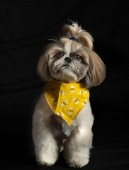 fotografias pet dog shih tzu