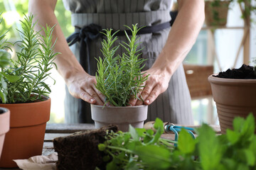 Wall Mural - Woman transplanting herb into pot at table, closeup