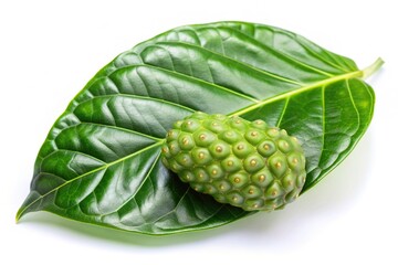 plant, tropical fruit, wellness, green leaf, Indian mulberry, close-up, nature, isolated, traditional medicine, Noni Indian mulberry green leaf isolated on white background Close Up