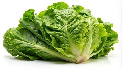 Green organic lettuce romaine isolated on white background Low angle view, isolated, healthy, nutrition, green leaf, low angle, romaine, crisp, close-up, food, green salad, vegan