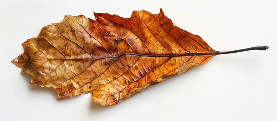 Wall Mural - Dry Leaf With White Background