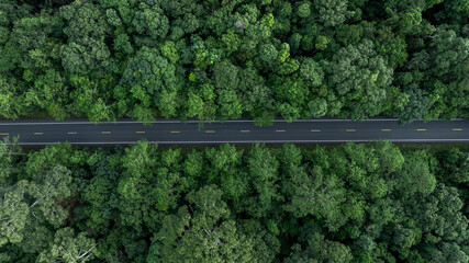 Aerial view road in the middle of the green forest tree, Asphalt forest road in deep tropical rainforest with green tree forest, Nature road adventure and travel environment.