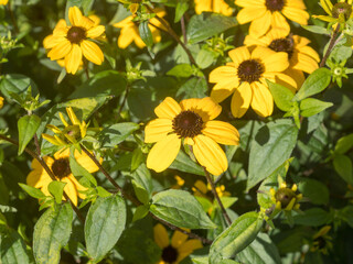 yellow rudbeckia in the garden