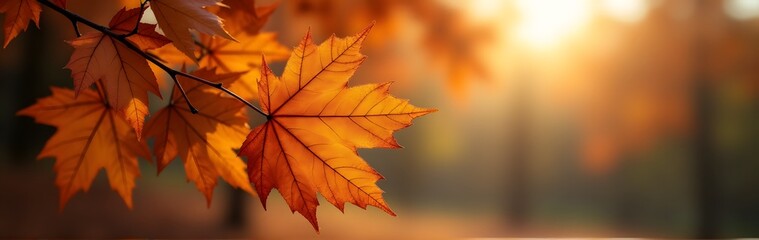 Wall Mural - Close-up of autumn leaves illuminated by soft golden sunlight