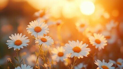 Poster - Daisies in a Field During Sunset