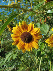 Sunflowers in the field in close-up. Background, place for text. Sunflower seeds. Sunflower oil production concept. A natural photo of a field of sunflowers.