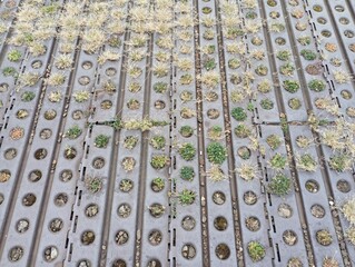 Covering of metal grids through holes in which grass has grown. The road is lined with metal.