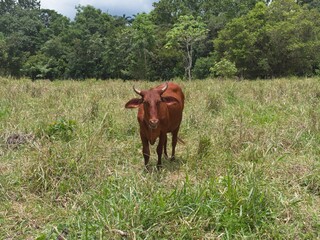 Young red cow in a green pasture