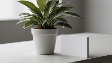 blank white business card mockup over a white table in the office with a plant