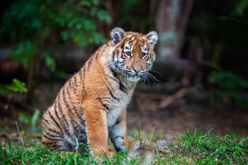 Wall Mural - tiger cub in the wild. baby animal in green grass on waterfall background
