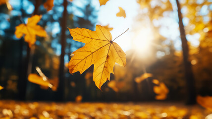 Wall Mural - Sunlit golden leaves gently swaying in the breeze with blurred autumn trees behind 