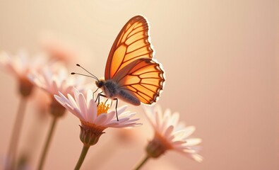 Wall Mural - Tender peach fuzz butterfly resting on flowers on minimal background.