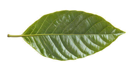 Vibrant green cocoa leaf isolated on a clean white background, showcasing its natural texture and shape.