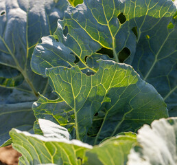 Heads of cabbage growing in the garden