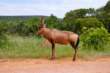 Eine Reise durch Südafrika. Auf Safari durch die afrikanische Savanne.