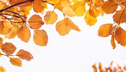 Autumn leaves in the air, white background, copy space concept, wide banner with autumn tree branch with yellow and orange leaves, banner design