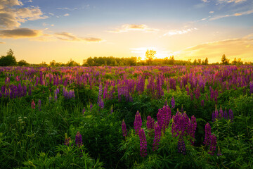 Sunrise or sunset on a field with purple lupines on a cloudy sky background in summer.