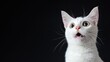 © Victoria - A startled white cat looks wide-eyed and shocked, set against a stark black background that allows for customization of text