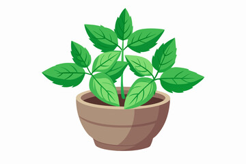 Poster - Monstera plant in pot vector illustration