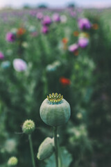 Green unripe capsules of opium poppy