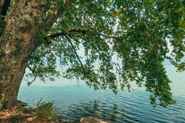 Maple tree by the Lake Doiran in North Macedonia