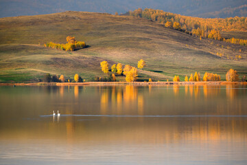 Lake in the autumn mountains. Yellow trees are reflected in the water. Two swans are floating on the lake.