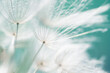 © smallredgirl - White dandelion in a forest at sunset. Abstract summer nature background