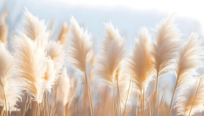 Wall Mural - soft vegetation on an abstracted natural background selloan cortaderia pampas grass with a boho style background of dry reeds wintertime fluffy long grass stems generative ai