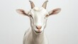 © Penatic Studio - Close-up Portrait of a White Goat with Horns