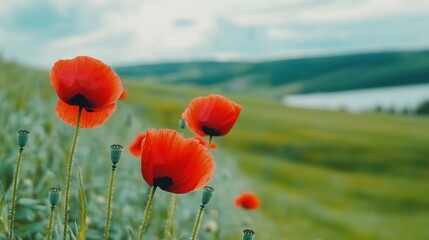 Canvas Print - A field of red poppies with a lake in the background, AI