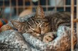 © Anastasia - Stray homeless cat resting in an animal shelter cage. Stray homeless cat in animal shelter, abandoned hungry cat. World Cat Day, International Cat Day
