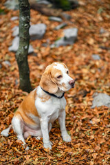 Beagle on a walk in autumn forest