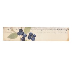 Poster - Blueberry ephemera produce fruit plant.