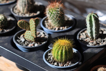 Poster - Potted cacti in various shapes and sizes, ideal for indoor use or decoration.