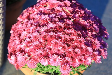 Poster - A small potted plant filled with vibrant pink and purple flowers.