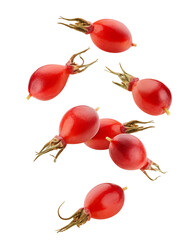 Wall Mural - falling rose hip isolated on white background, full depth of field