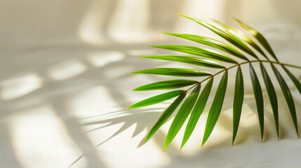 Poster - Single palm leaf on a neutral light surface