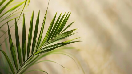 Poster - Softly lit palm leaf against a neutral light background