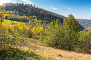 calm autumn day in carpathian mountains. trees on the grassy hills. sunny scenery of ukrainian countryside in fall season. beauty in nature concept. colorful foliage