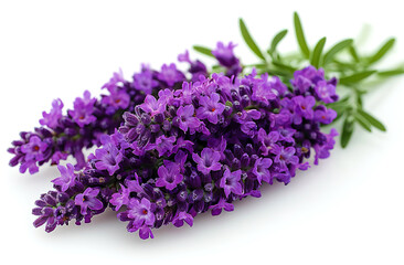 Wall Mural - Lavender flowers isolated on a white background